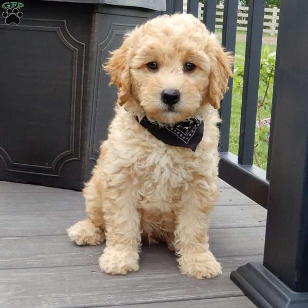 Arthur, Mini Goldendoodle Puppy